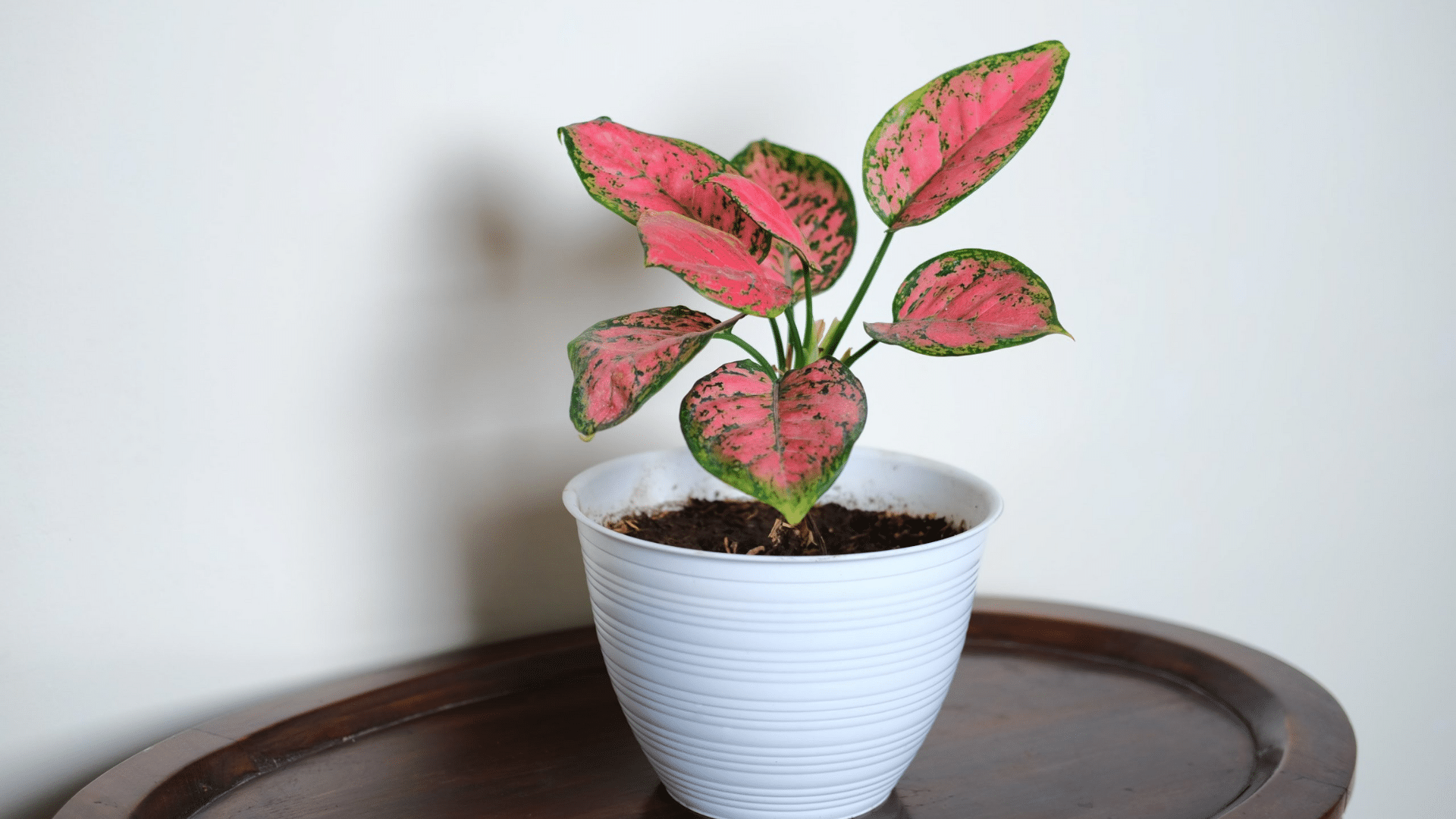 Aglaonema