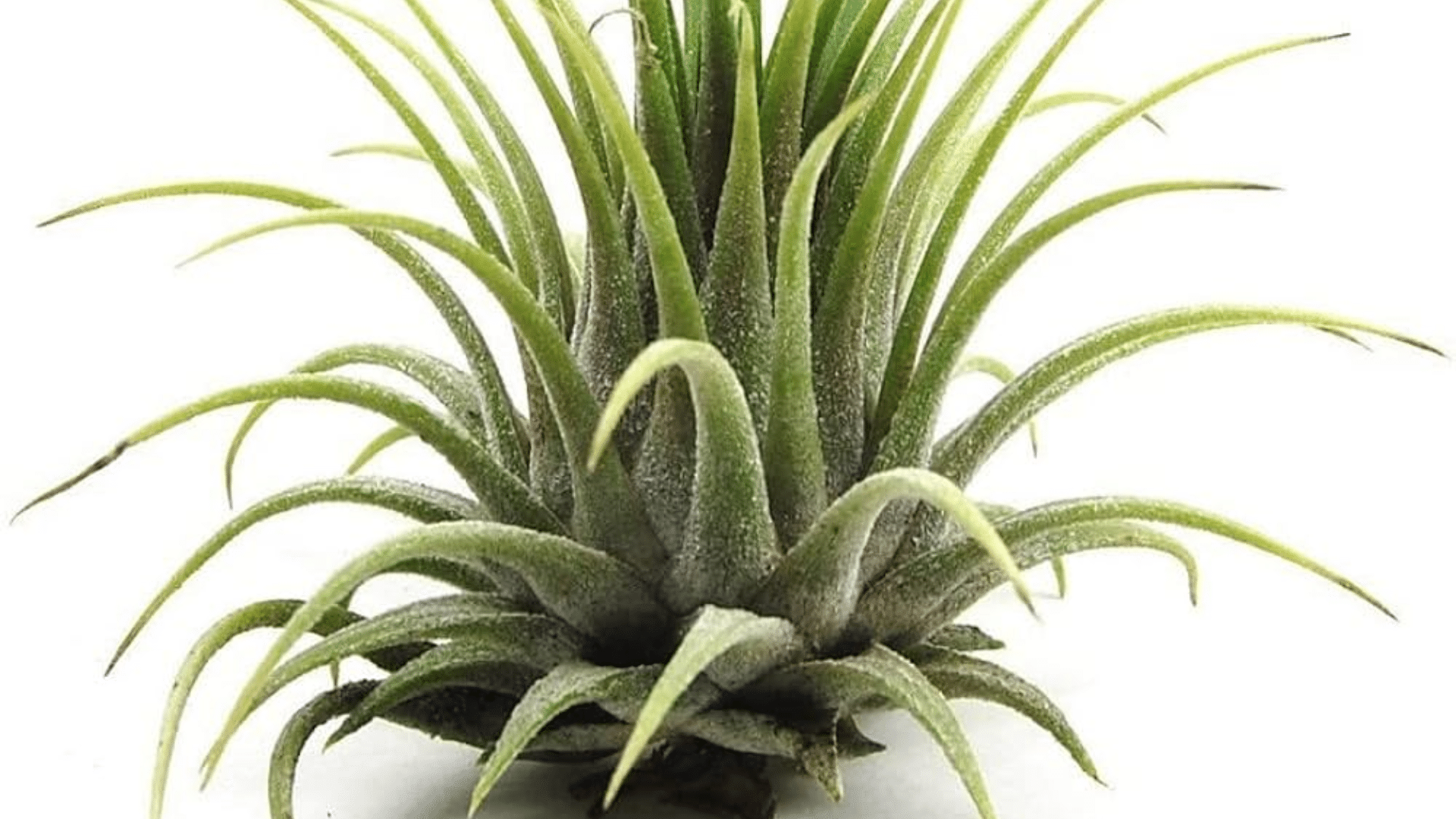 Air_Plants