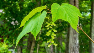 All About Moosewood Tree- Growth, Care, and Benefits