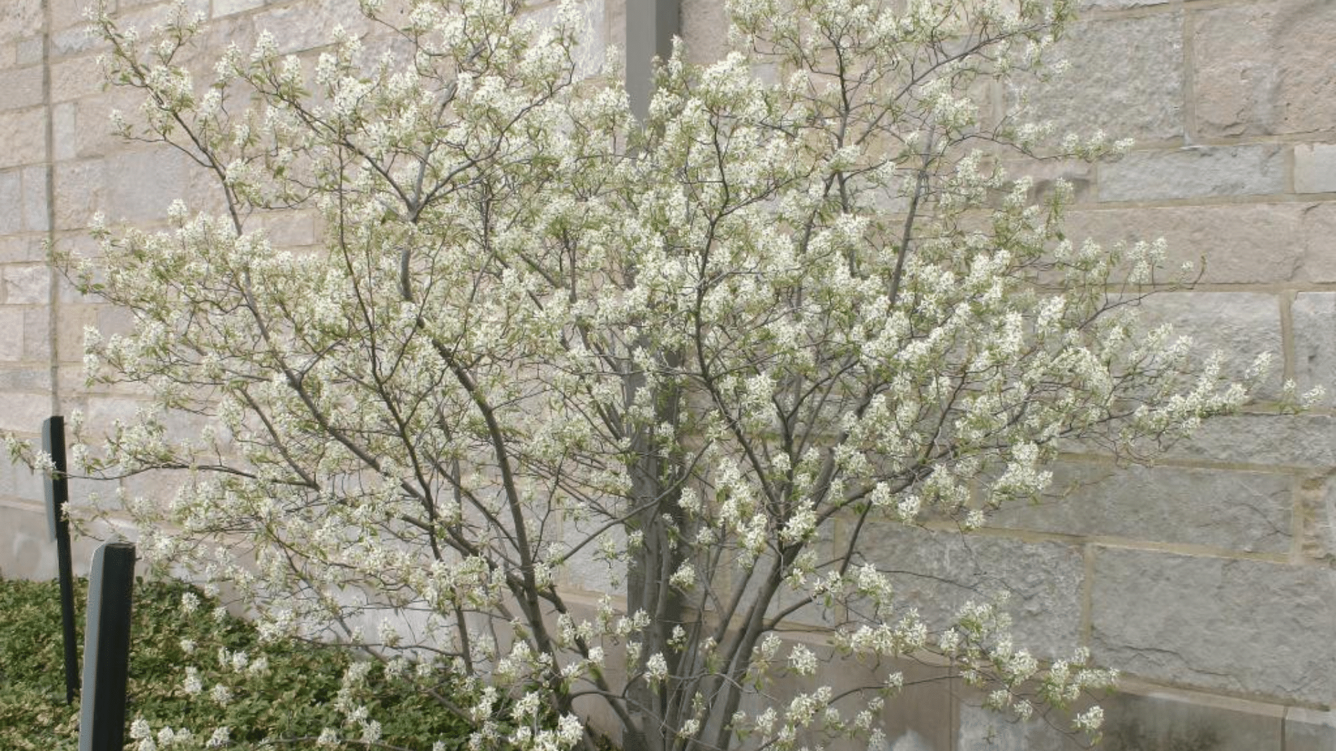 Allegheny_Serviceberry_Amelanchier_laevis