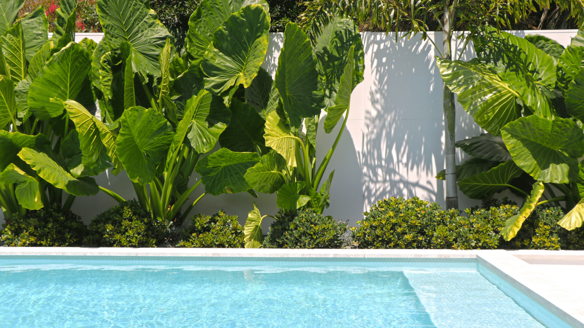 Alocasia_Elephant_Ear