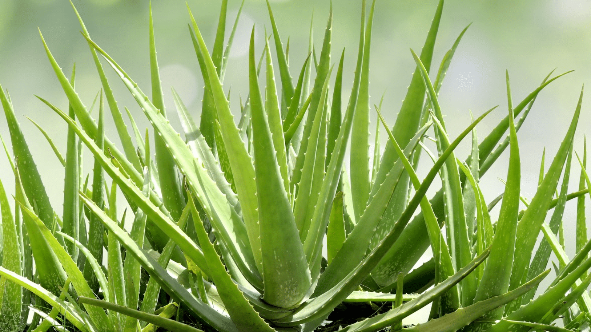 Aloe_Vera