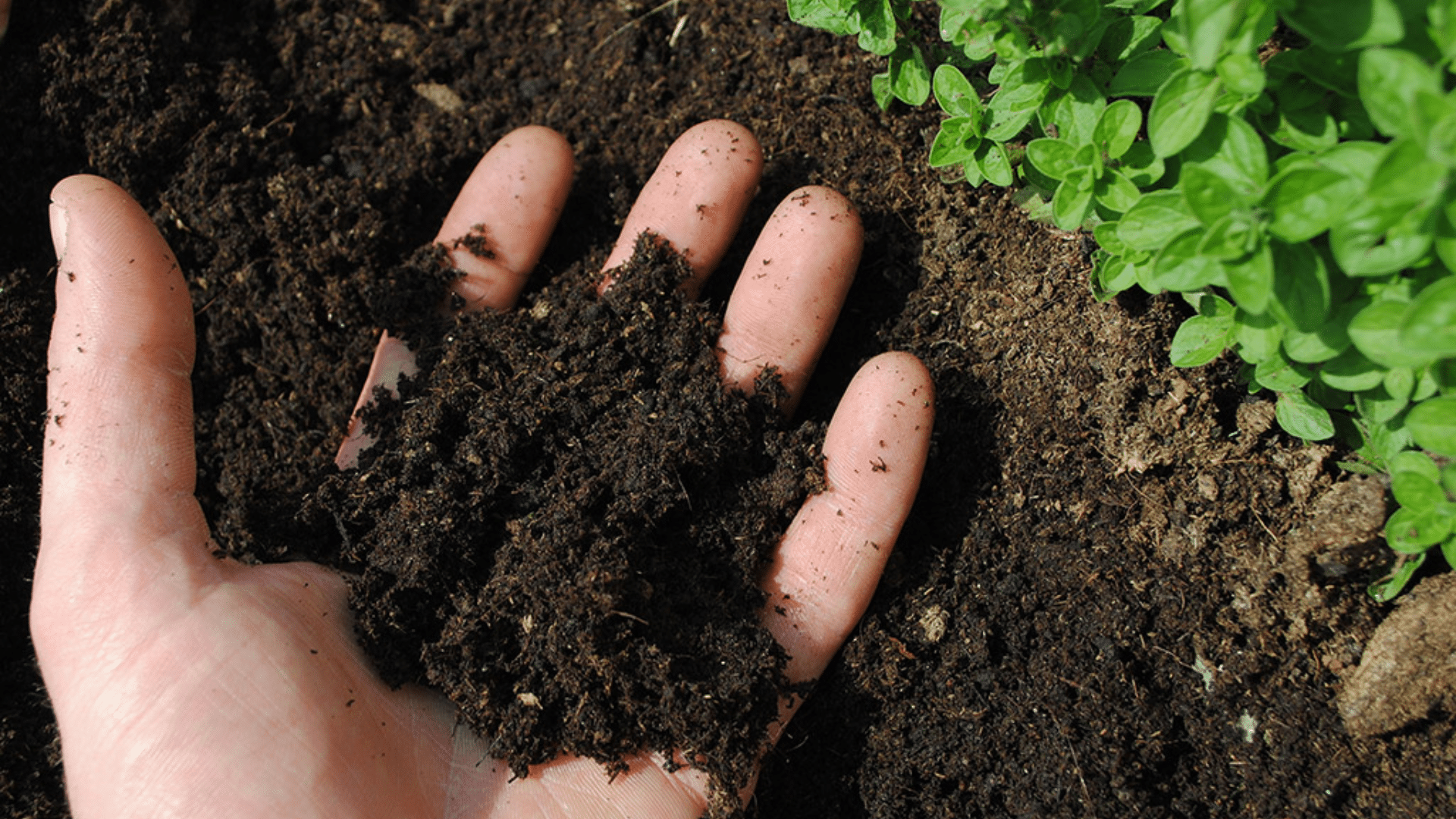 Amend_the_Soil_Before_Planting