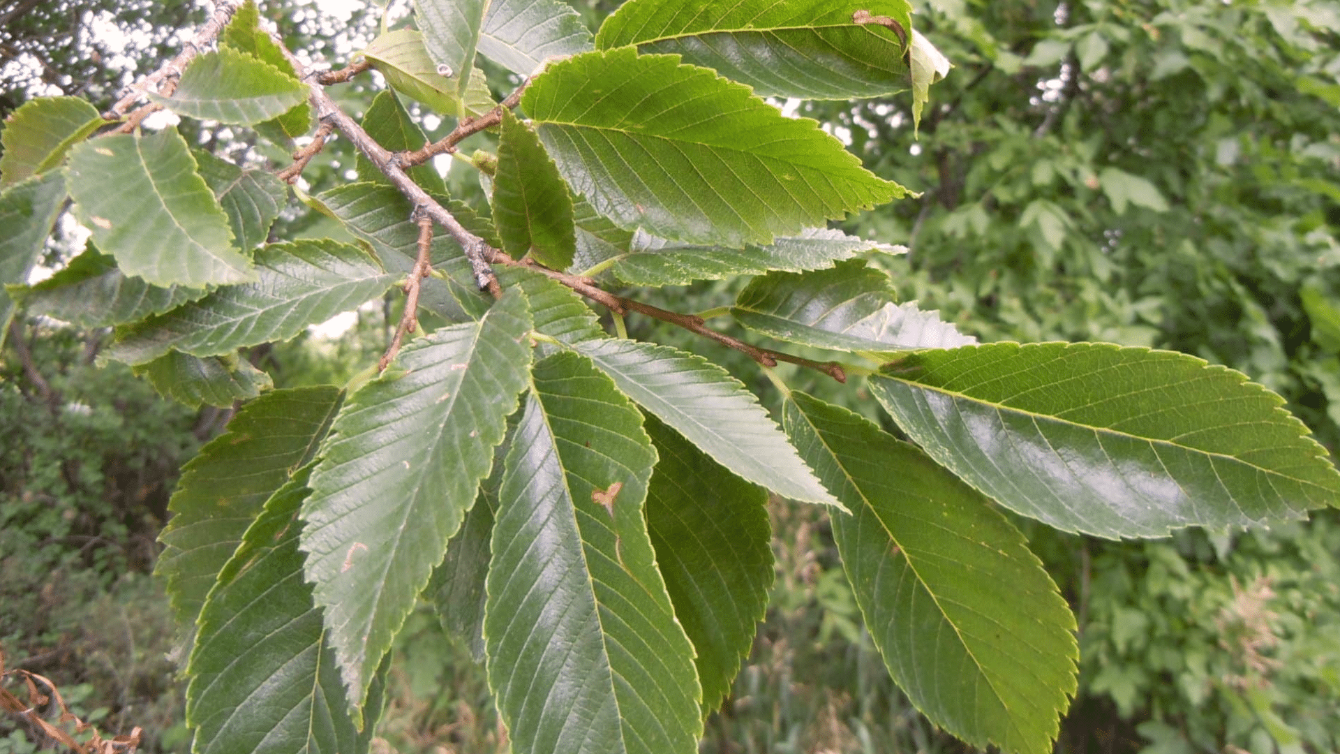 American_Elm