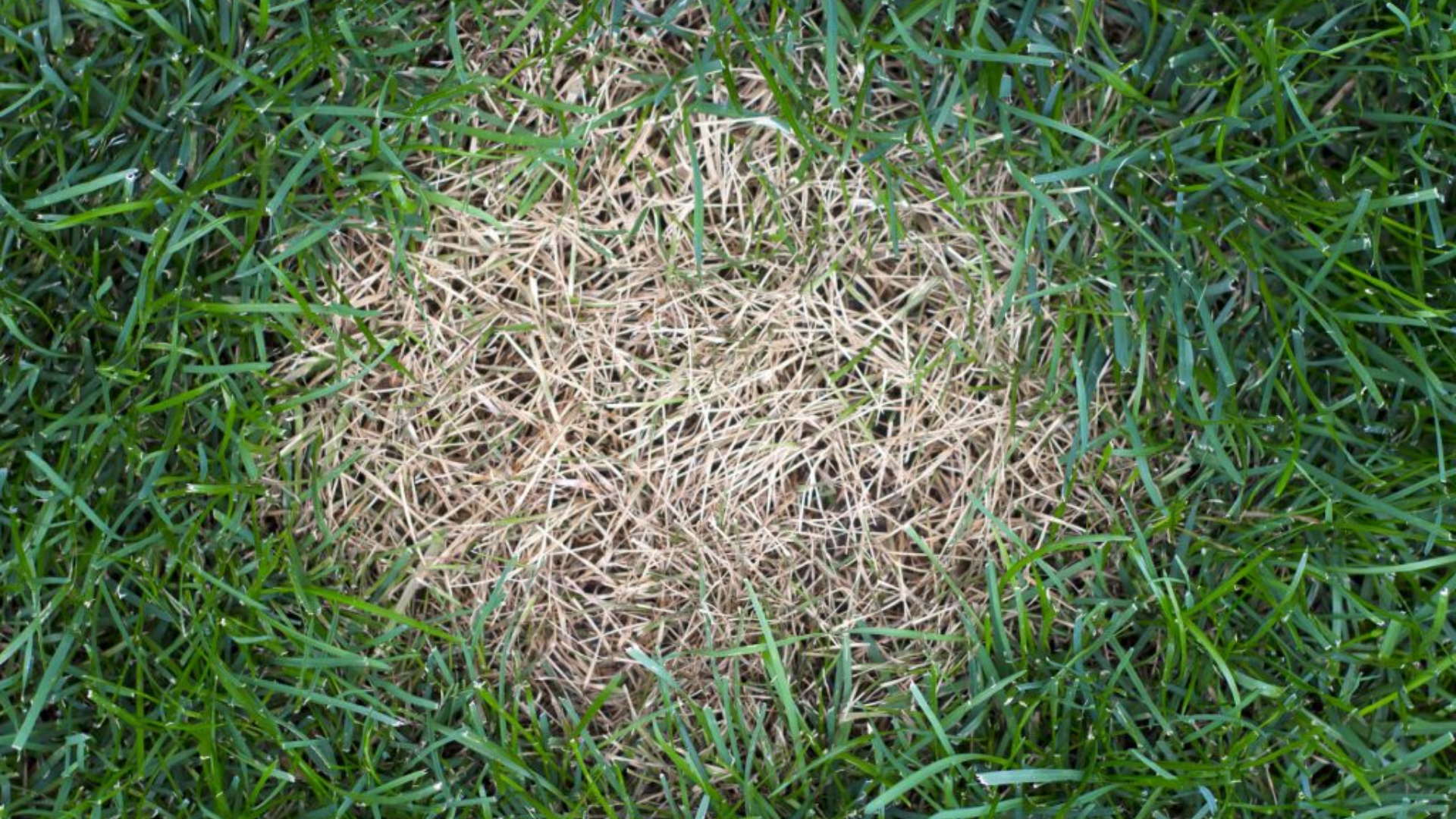 Anthracnose