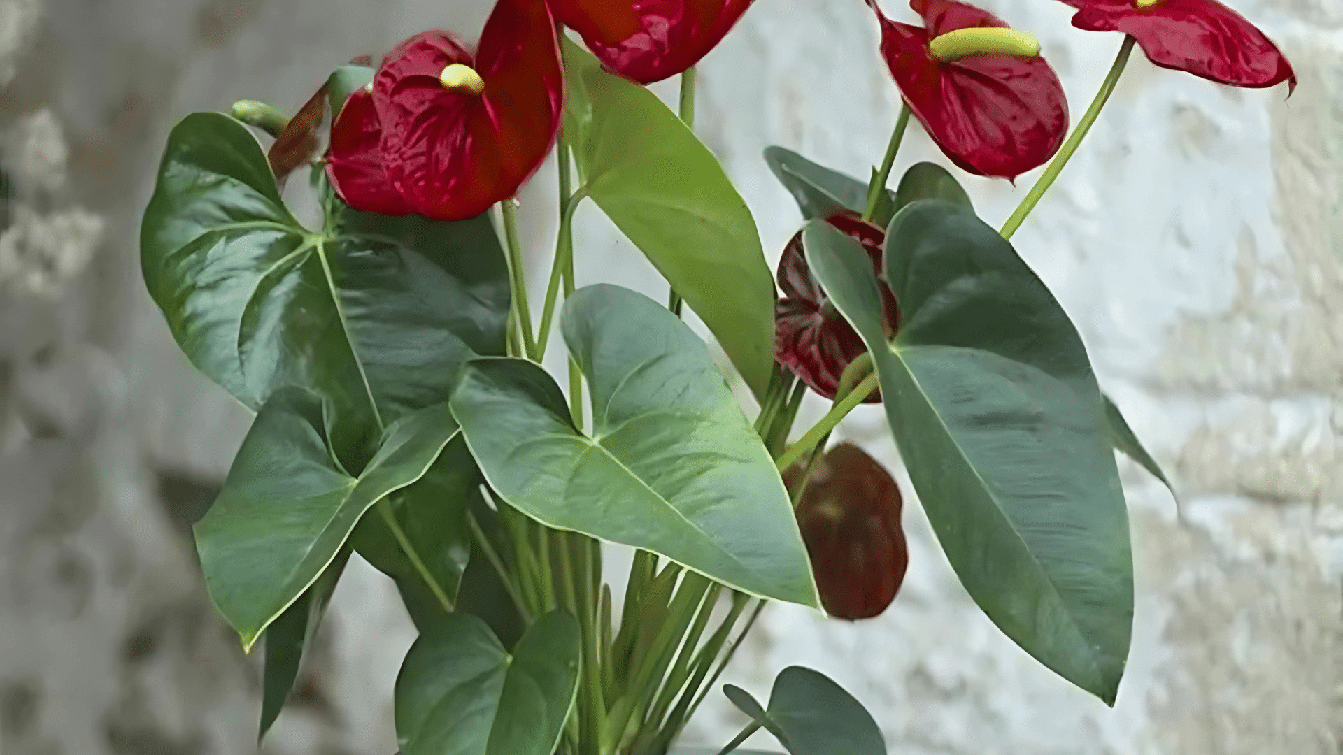 Anthurium