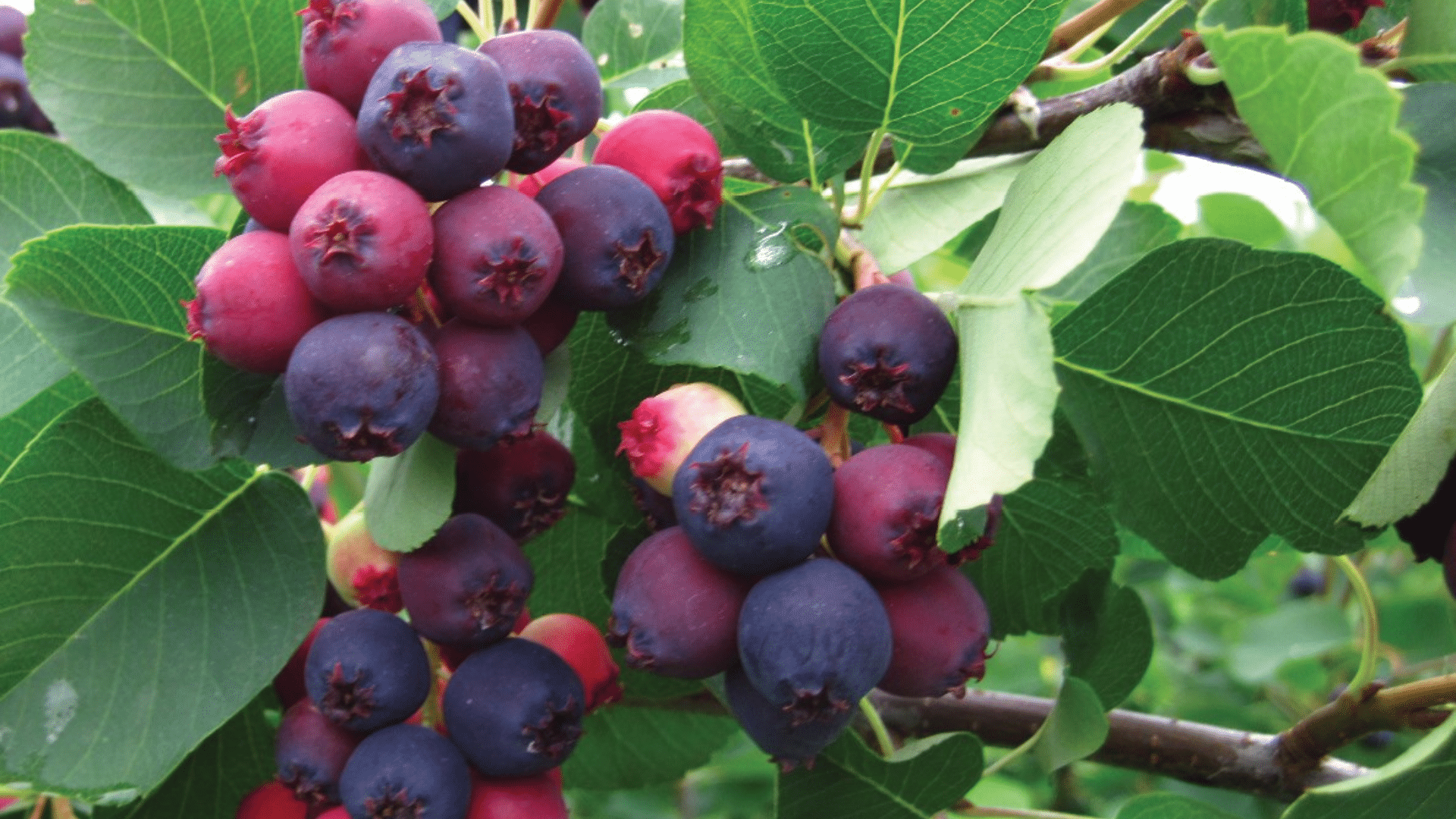 Are_Juneberries_Edible_Flavor_Benefits_and_Safety