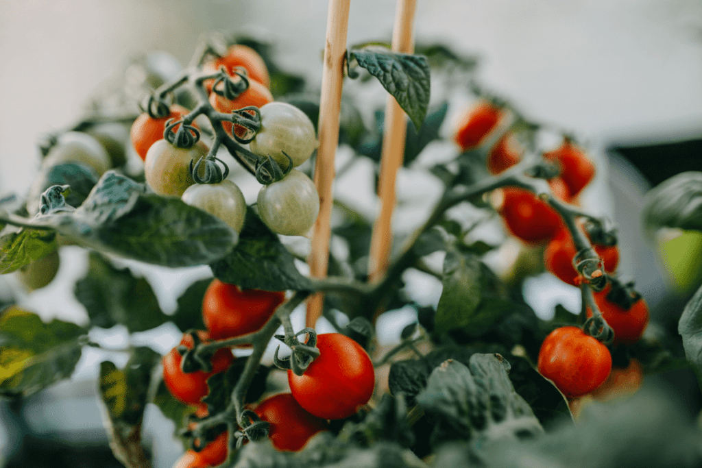 Artificial Light Mishaps: Indoor Growing Pitfalls