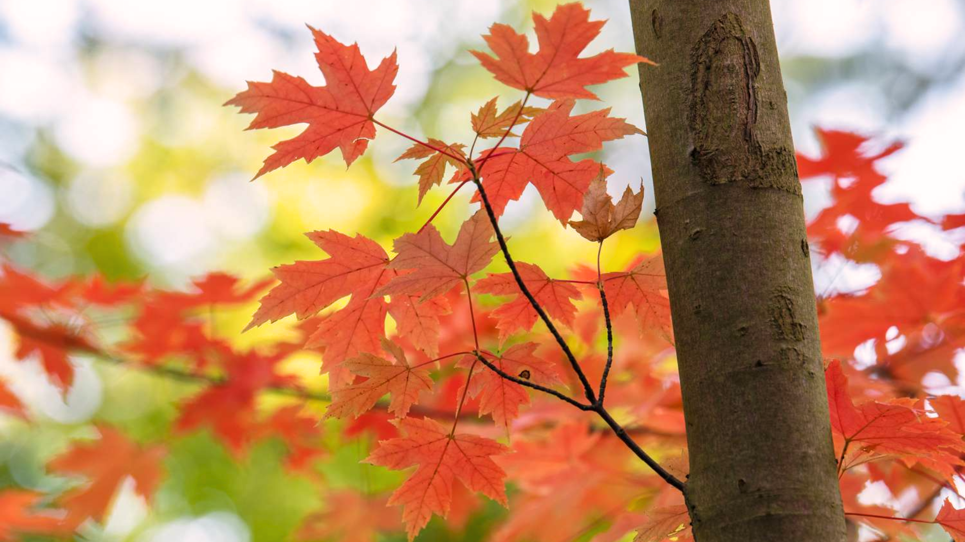 Autumn_Blaze_Maple
