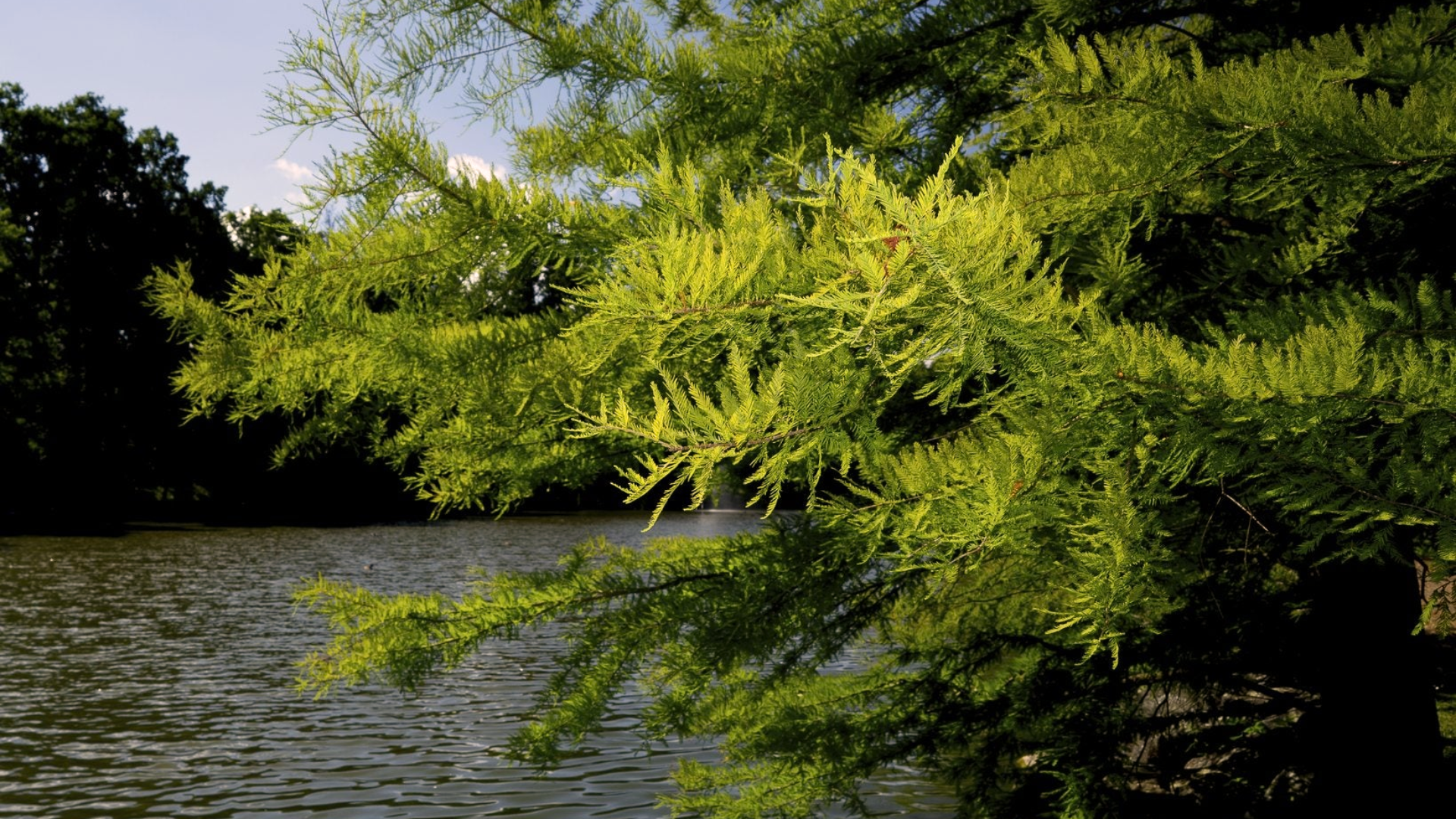 Bald_Cypress
