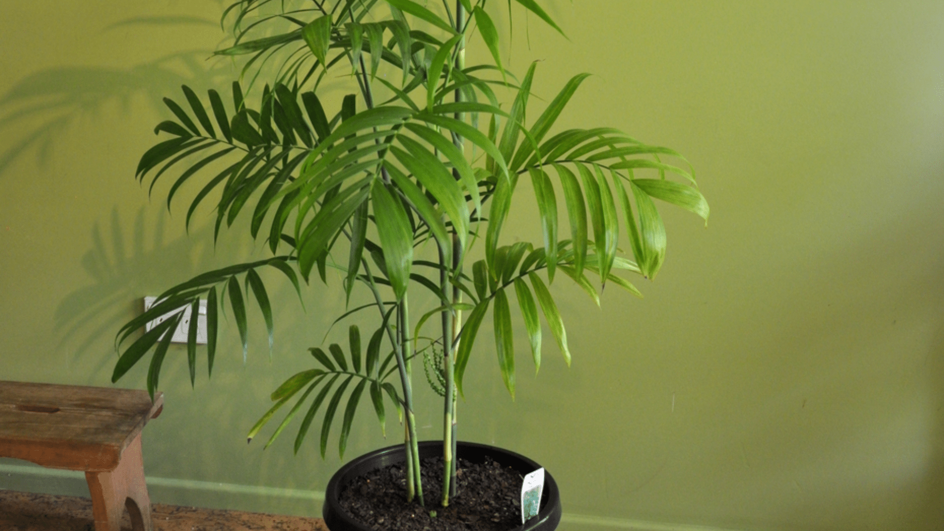 Bamboo_Palm