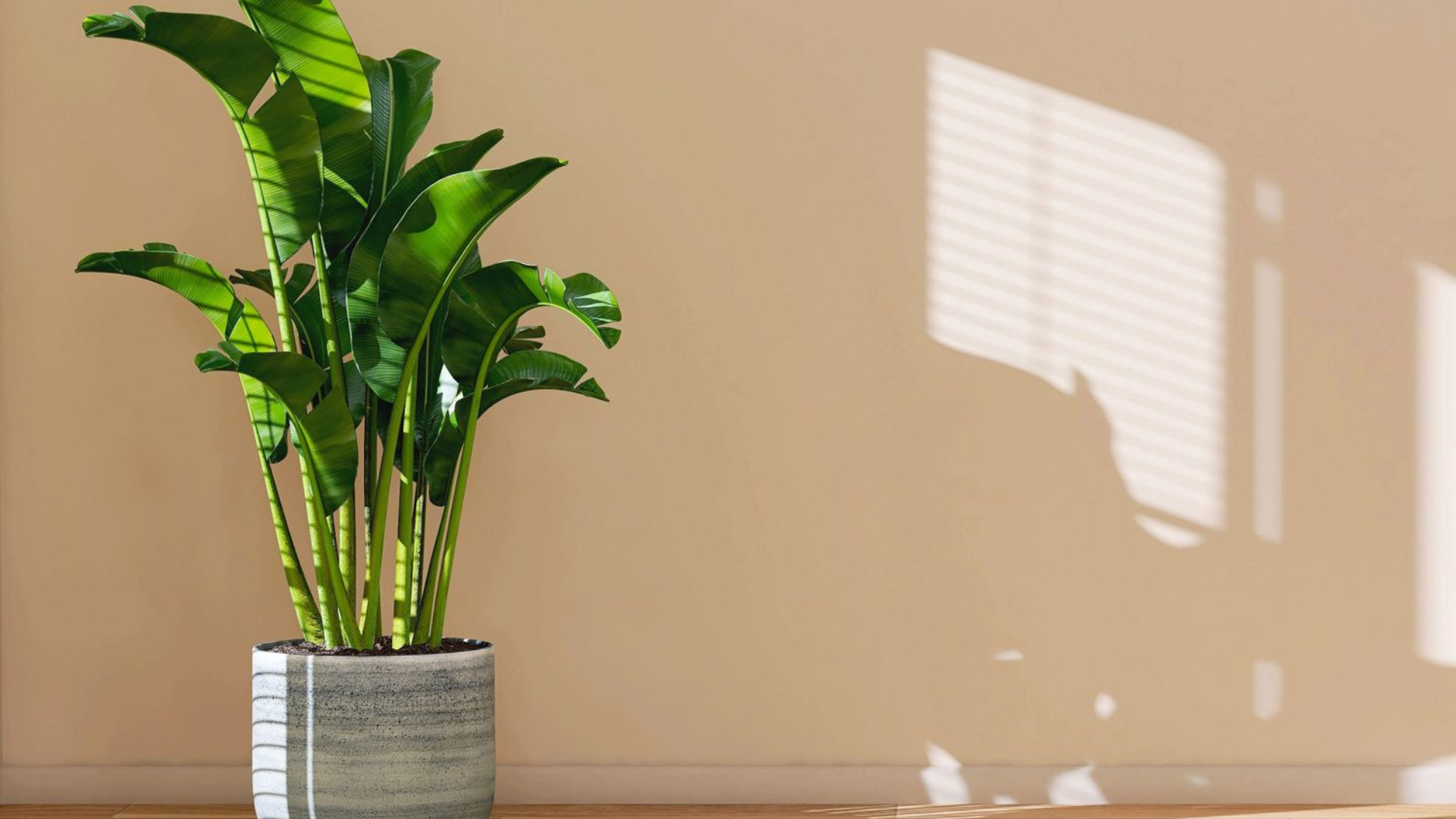 Banana Plant