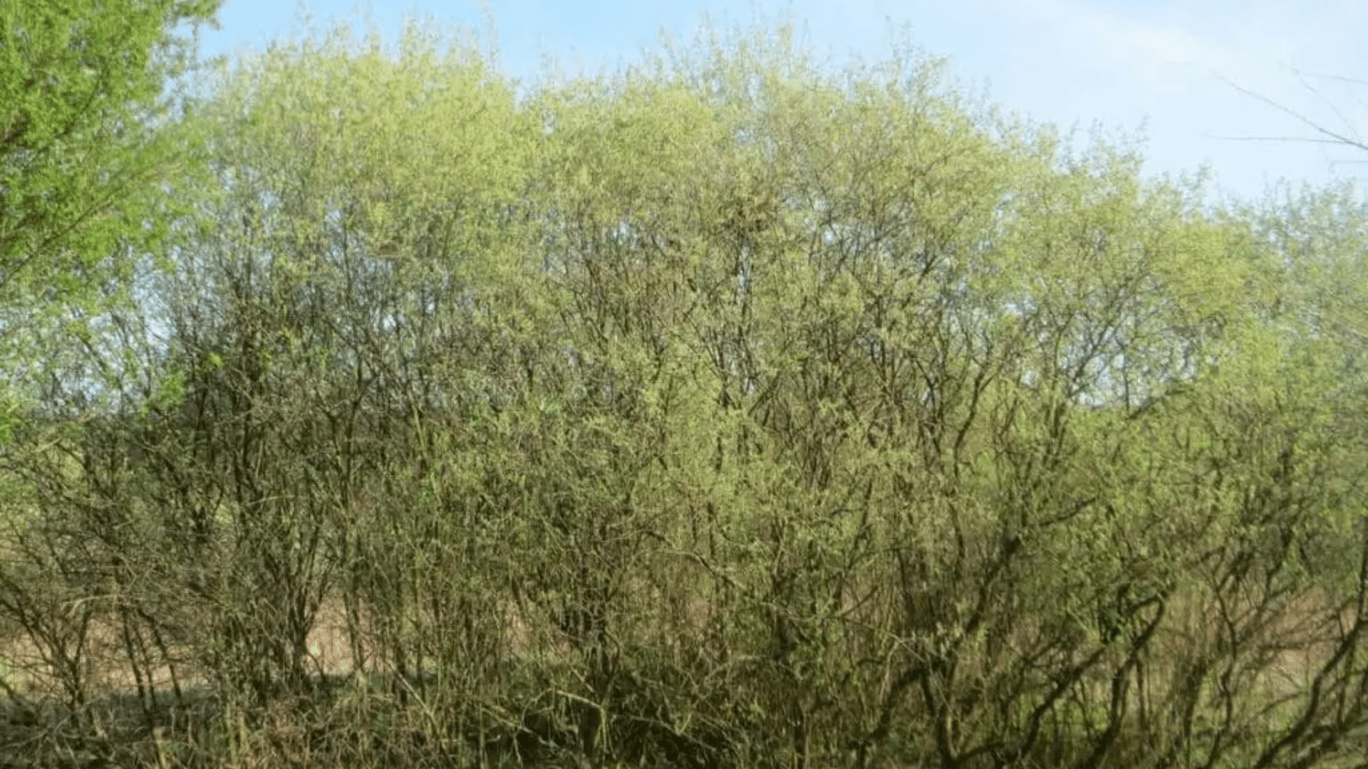 Basics_of_Gray_Willow