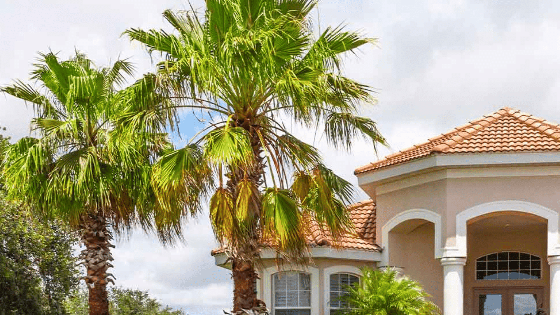 Benefits of Palm Trees for Your Garden