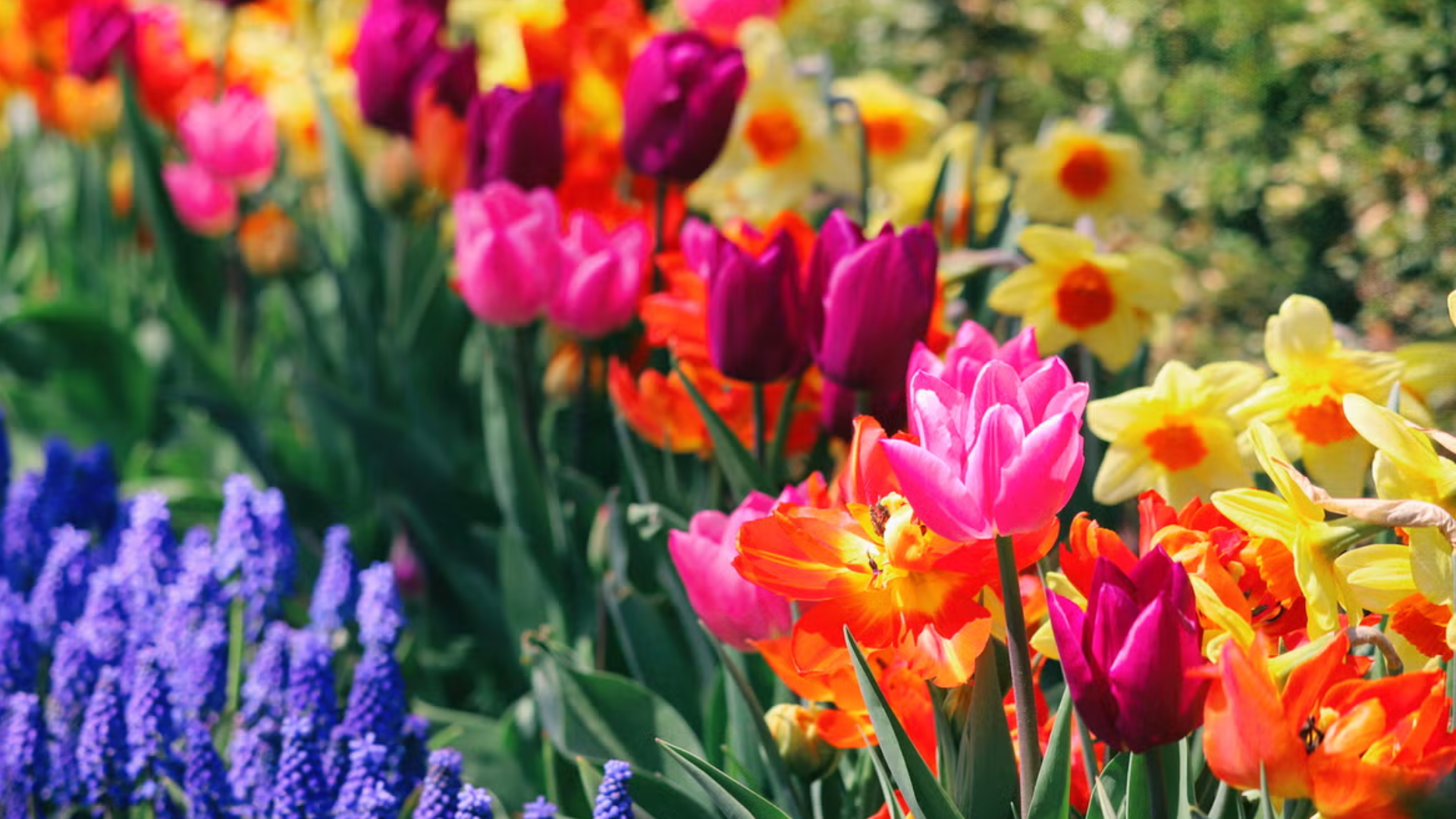 Benefits of Planting Spring Flowers at the Right Time