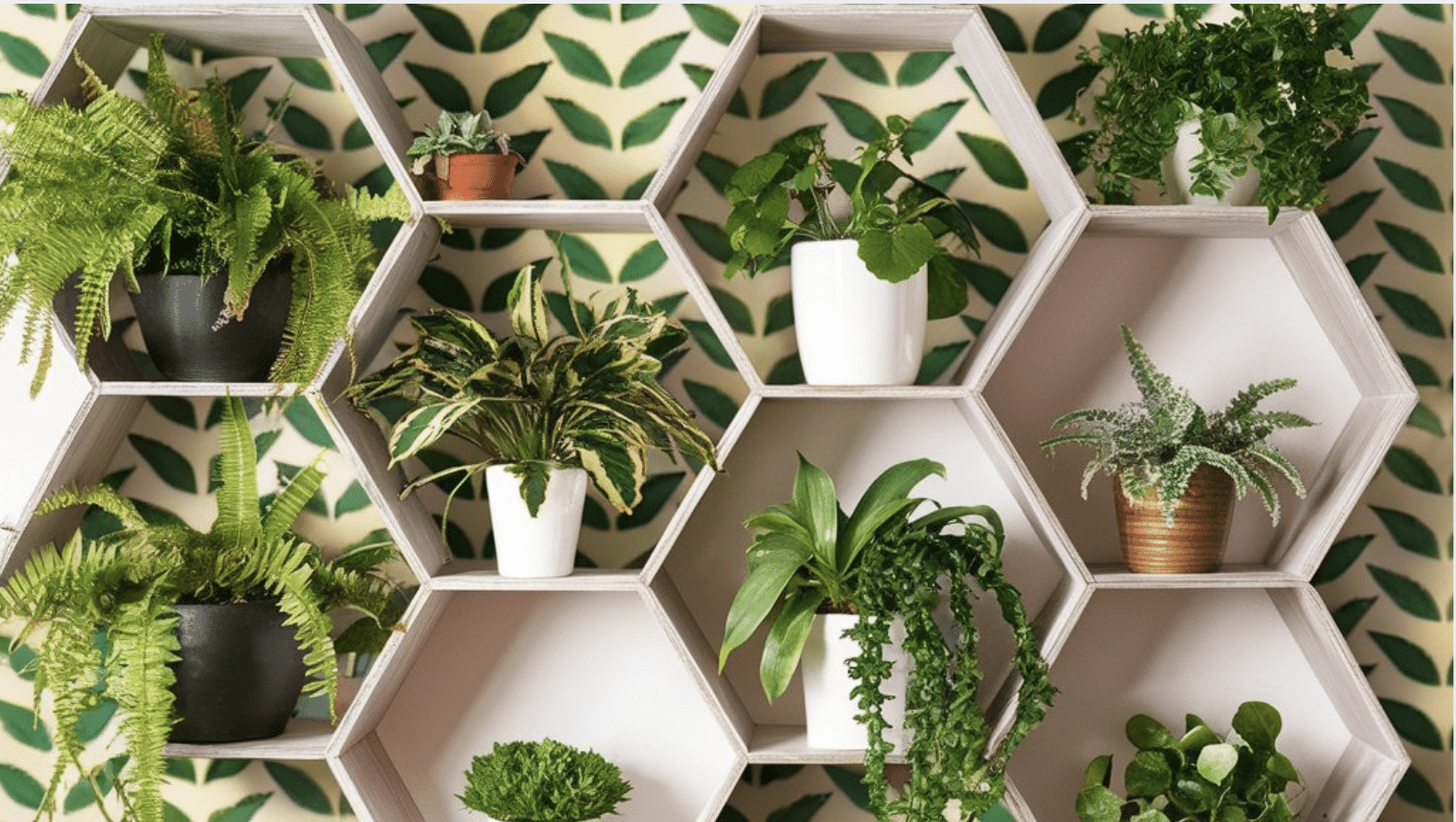 Benefits_of_Having_a_DIY_Plant_Wall
