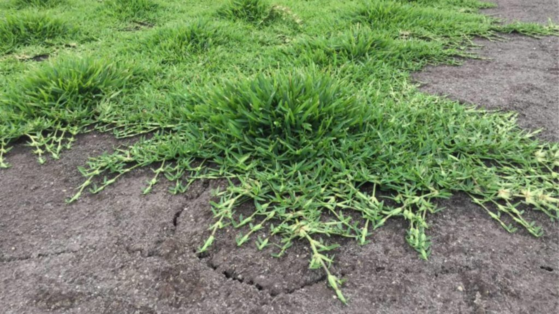 Bermuda_Grass