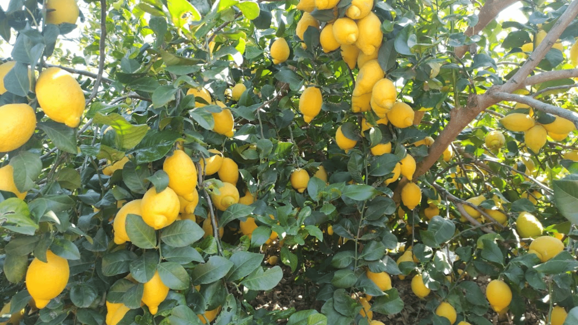 Berna_Lemon