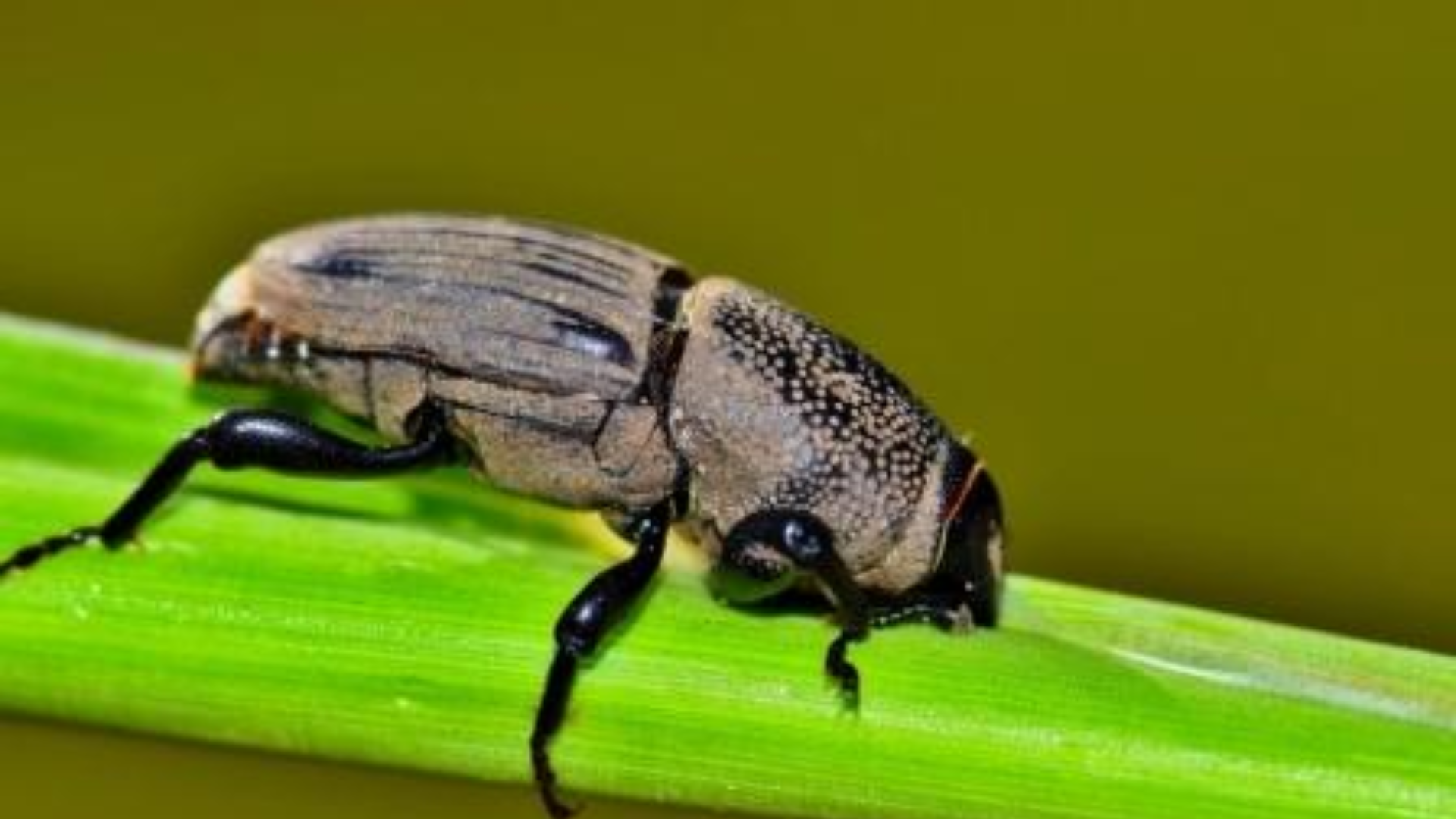 Billbugs