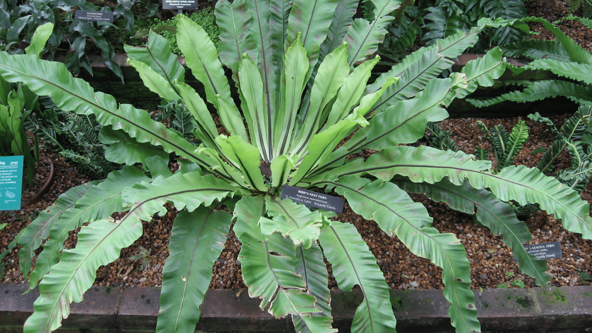 Birds_Nest_Fern