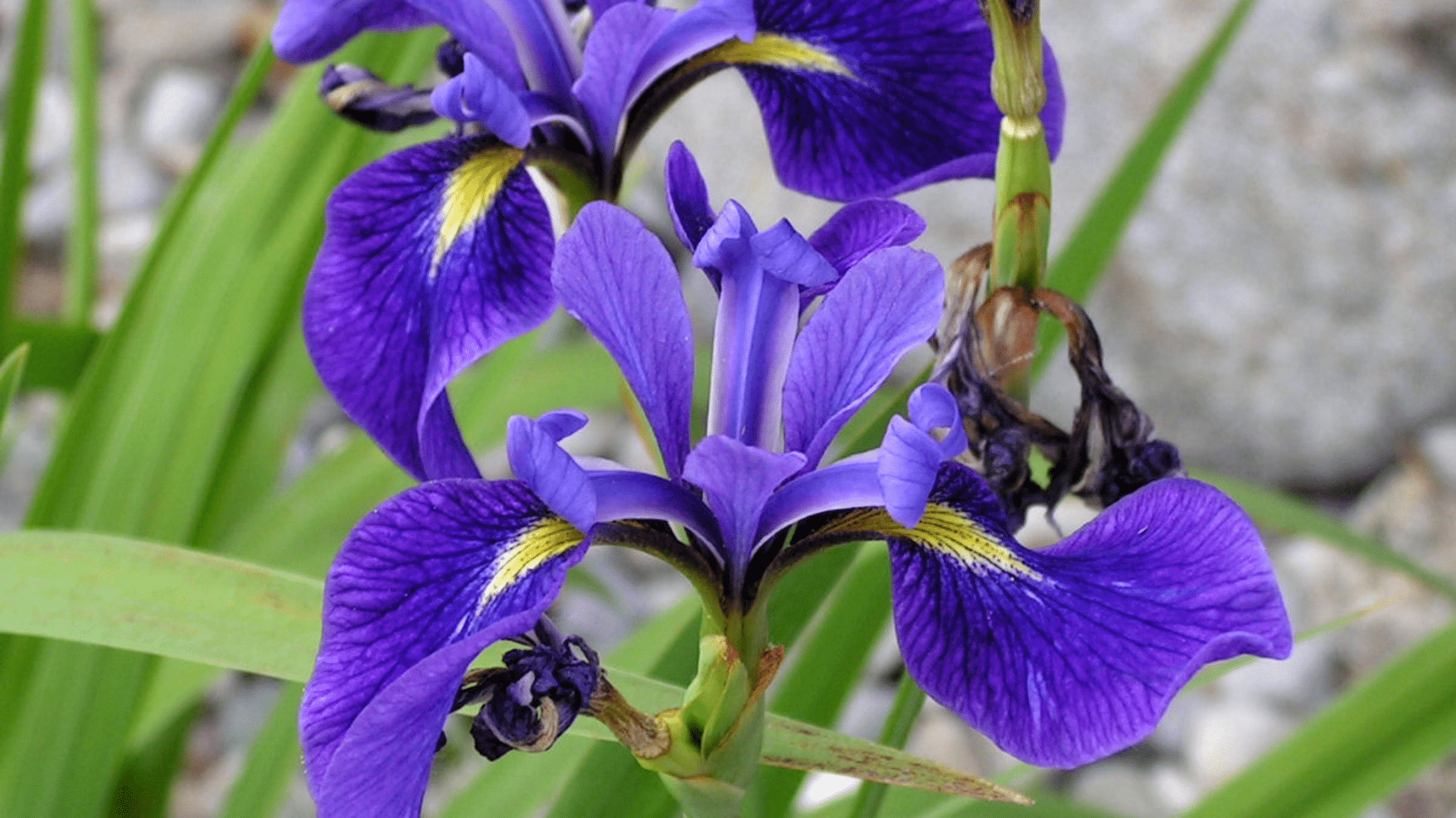 Blue_Flag_Iris_Iris_versicolor
