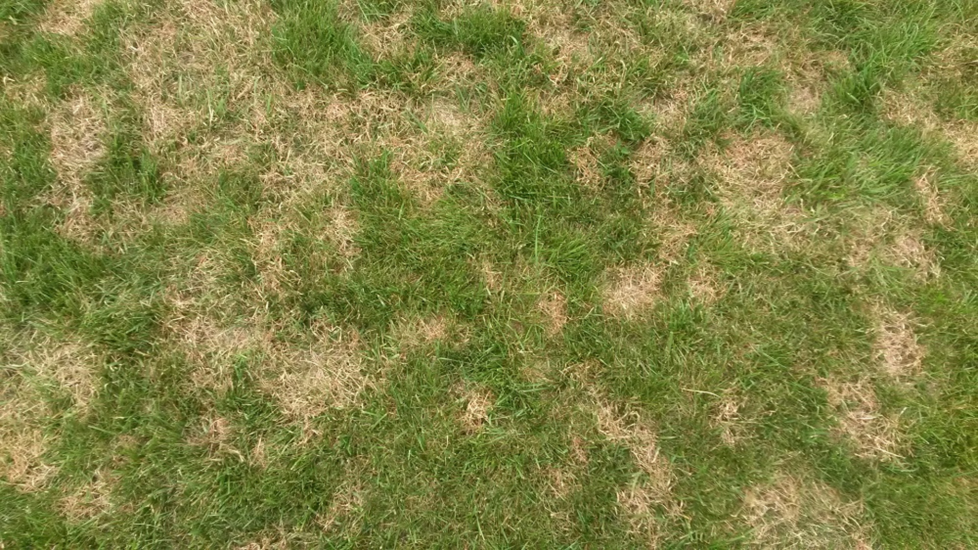 Brown_Patch