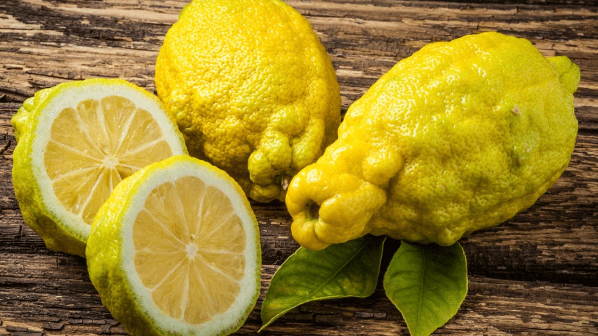 Bush_Lemon