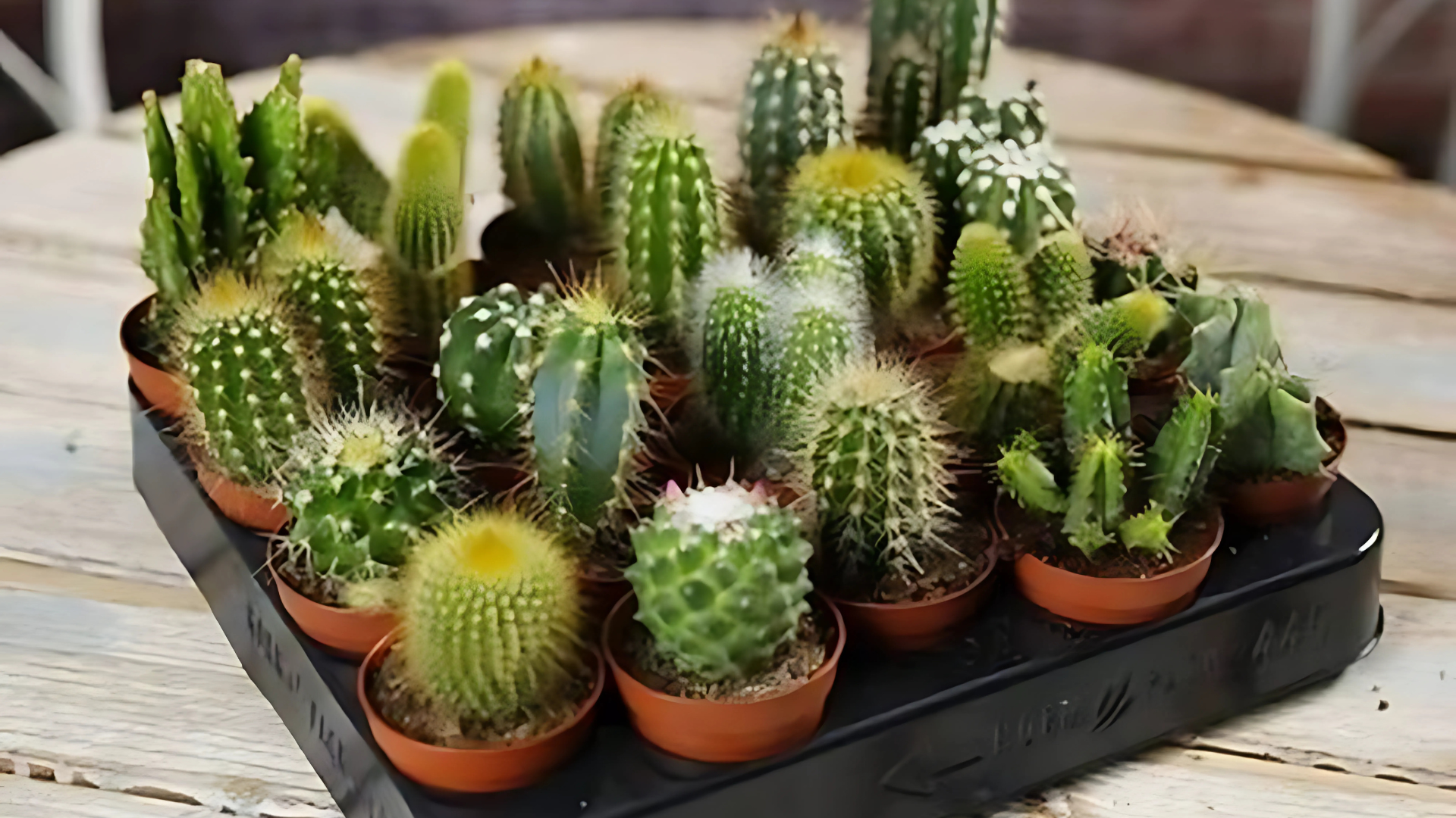 Cactus