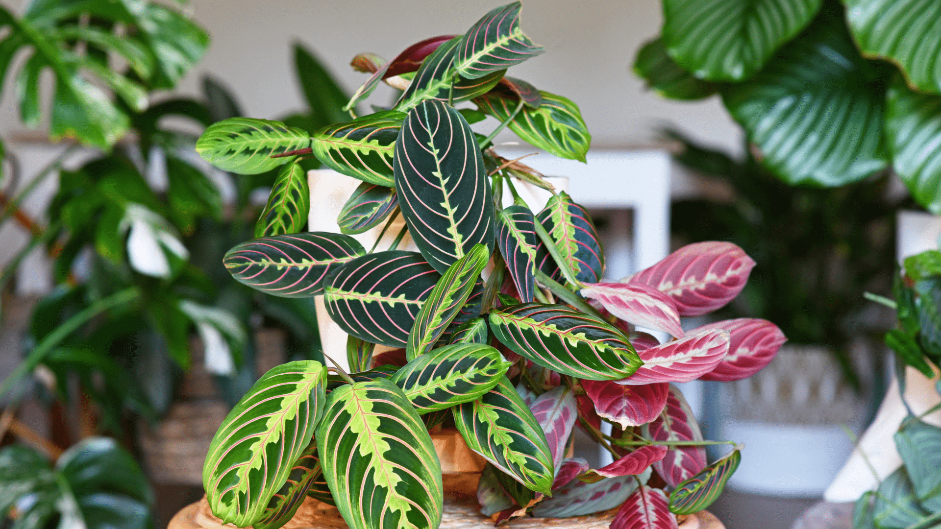 Calathea