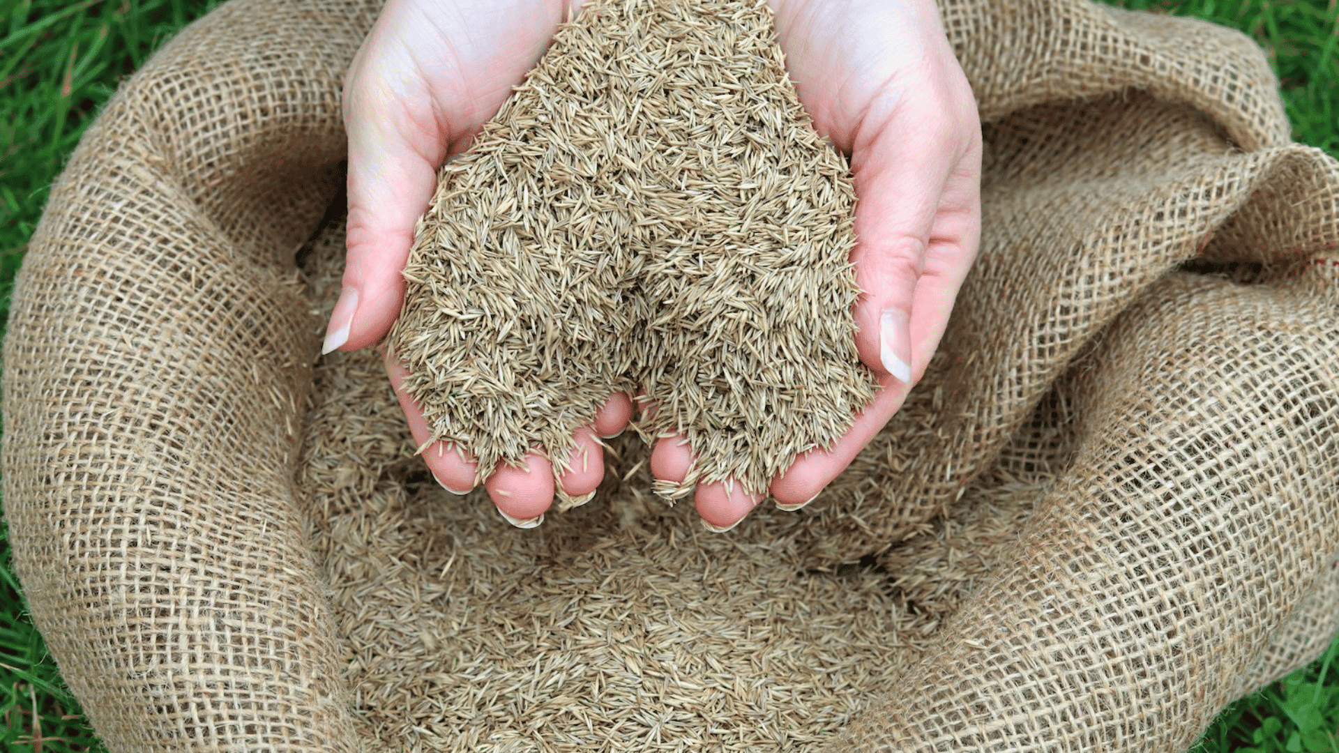 Can You Just Sprinkle Grass Seed on Lawn?