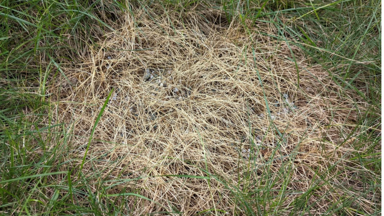 Can-You-Over-Fertilize-Your-Lawn