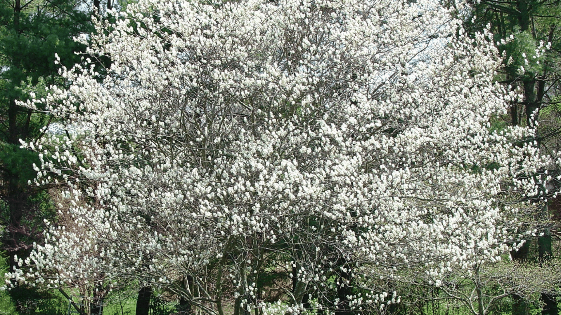 Canadian_Serviceberry_Amelanchier_canadensis