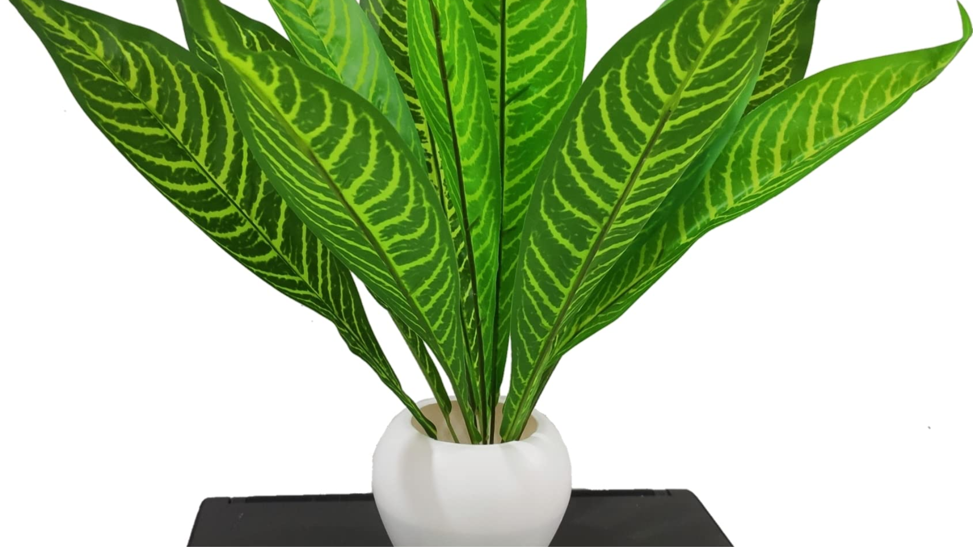 Cast_Iron_Plant