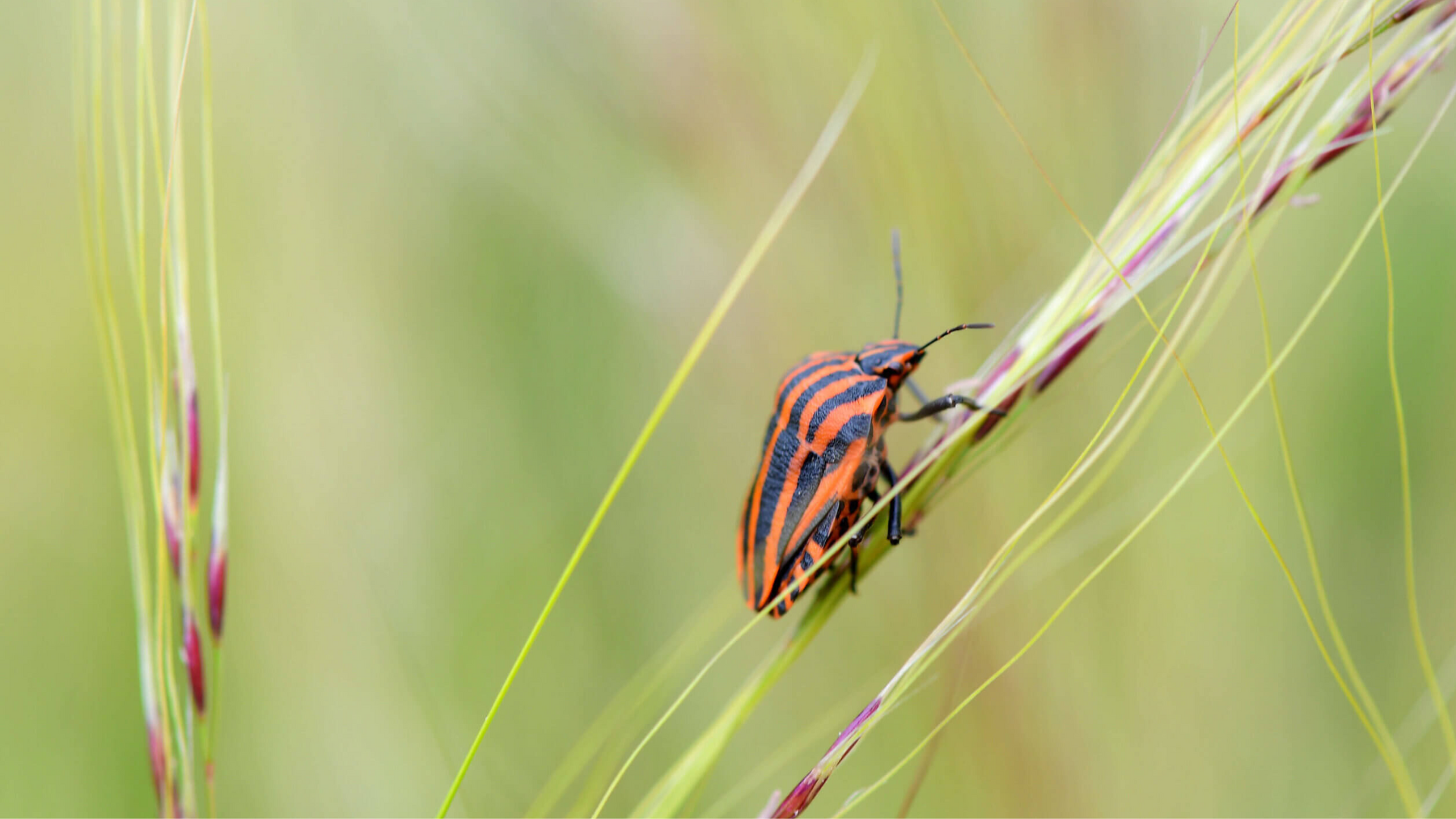 _Chinch Bugs