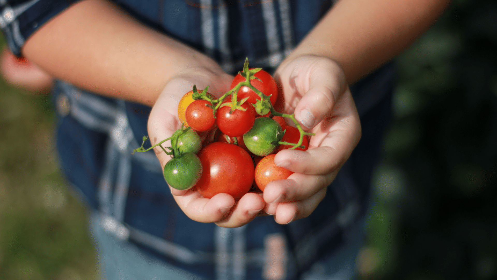 Choose_the_Right_Tomato_Variety