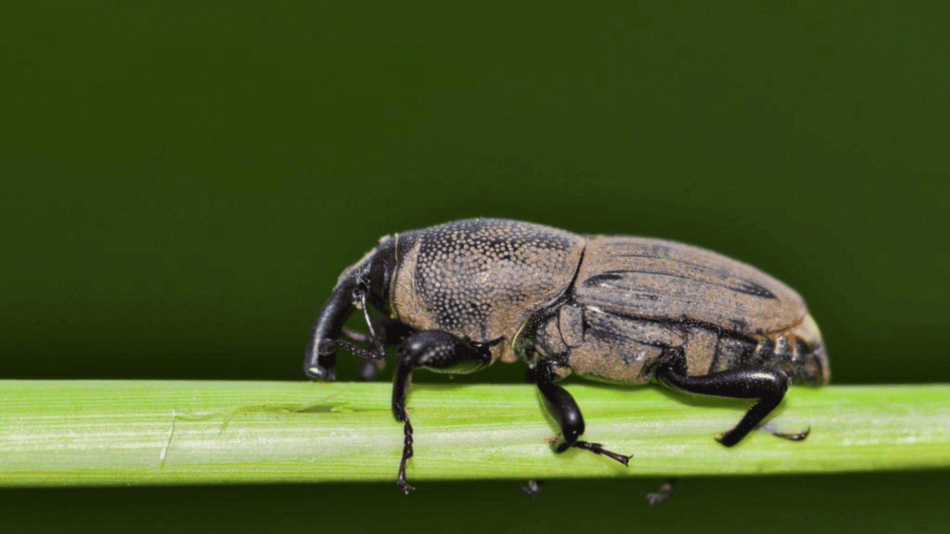 Common Grass-Eating Bugs in Your Yard
