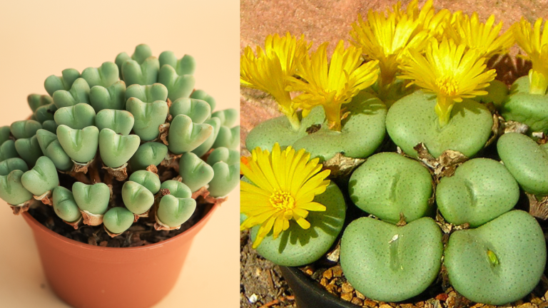 Conophytum- A Growing and Caring Guide
