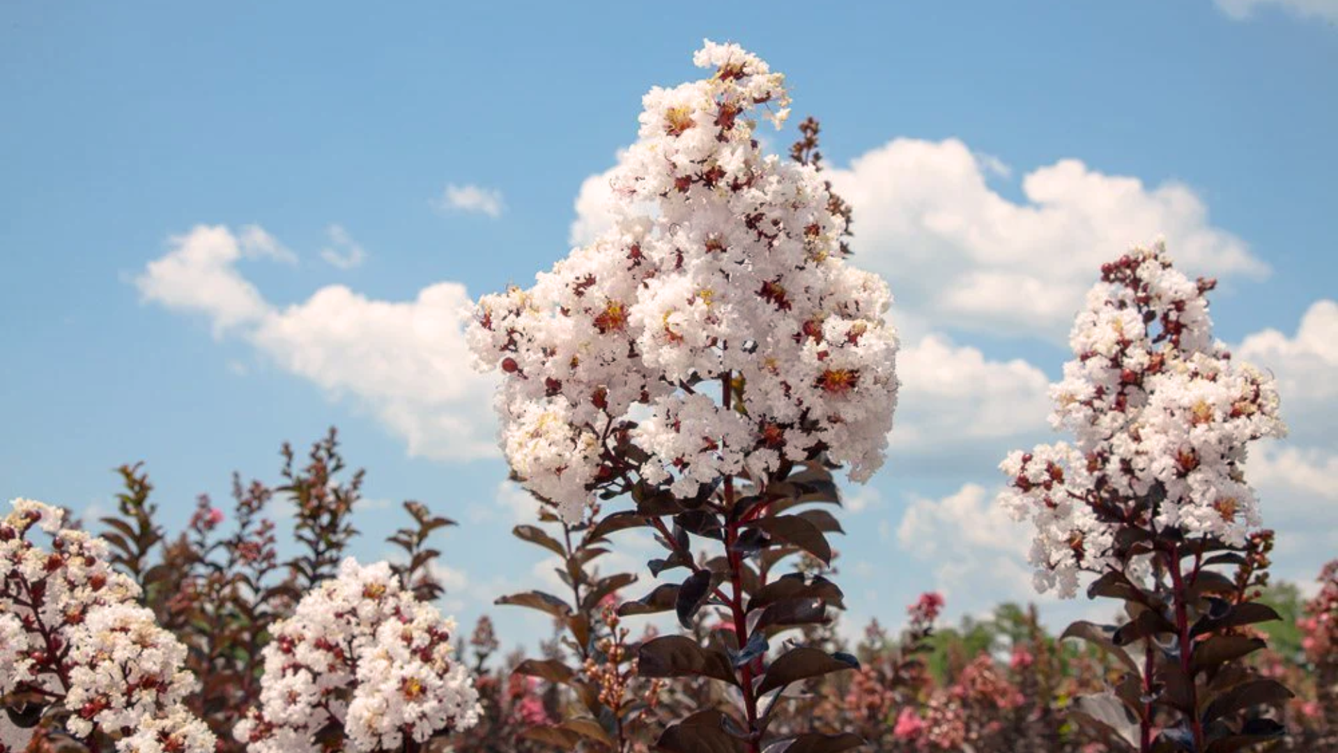 Crape_Myrtle