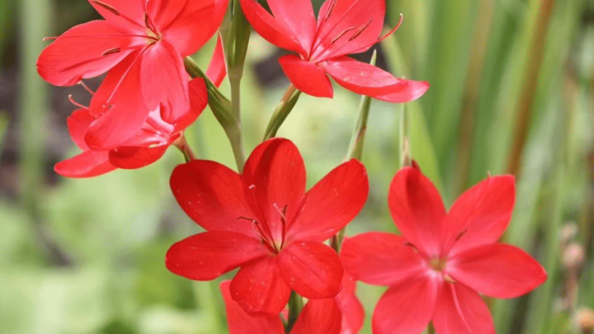Crimson_Flag_Hesperantha_coccinea