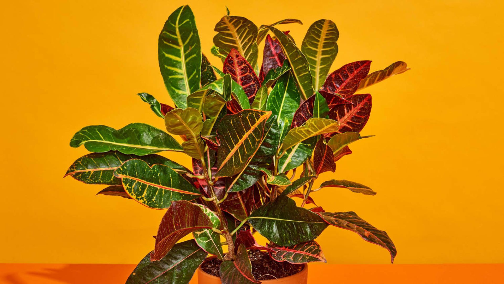Croton