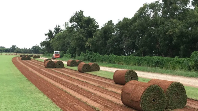 Different Types of Sod: Find the Perfect Grass