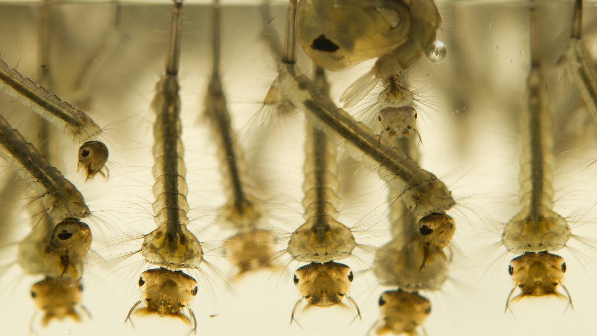 Does_Mosquito_Fogging_Kill_Eggs_and_Larvae