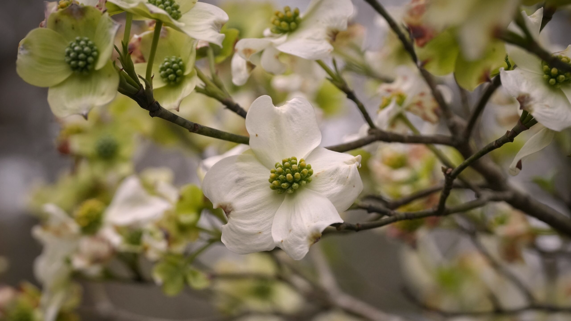 Dogwood