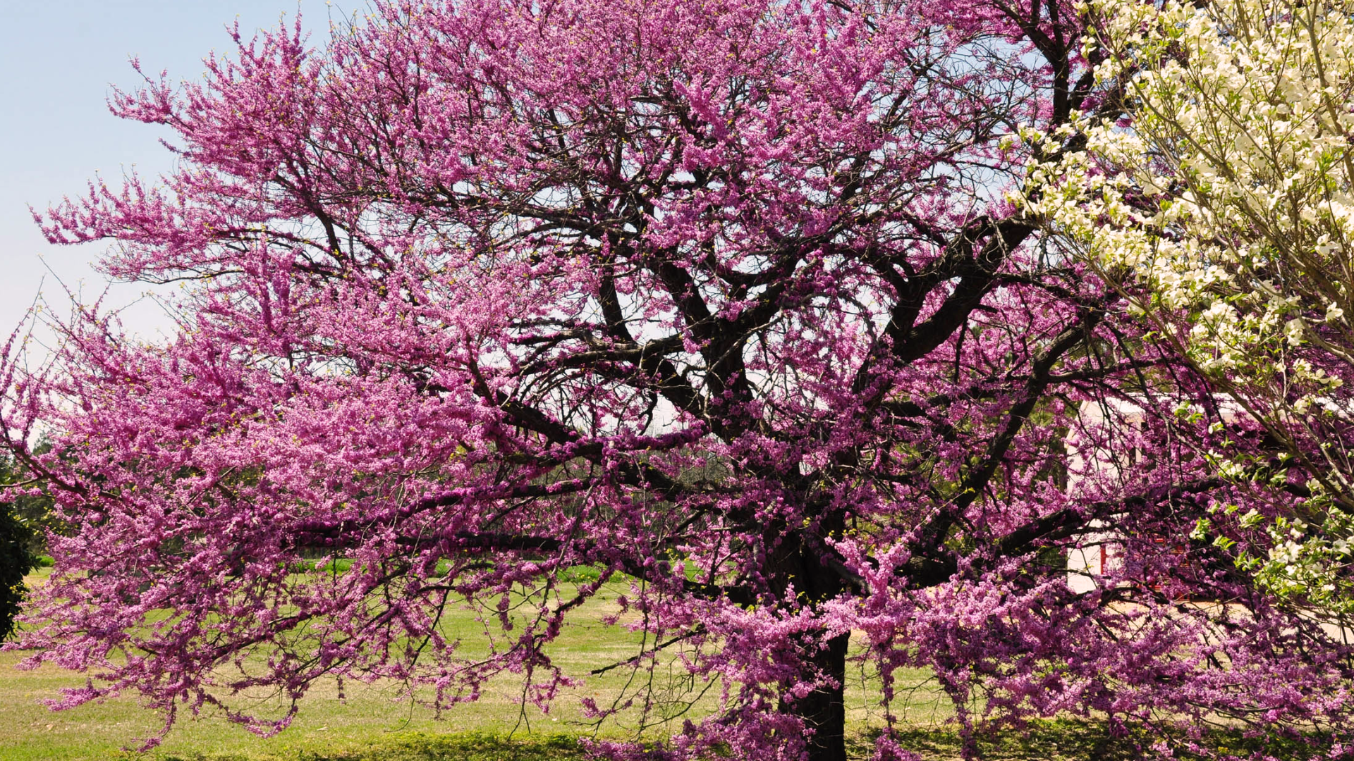 Eastern_Redbud