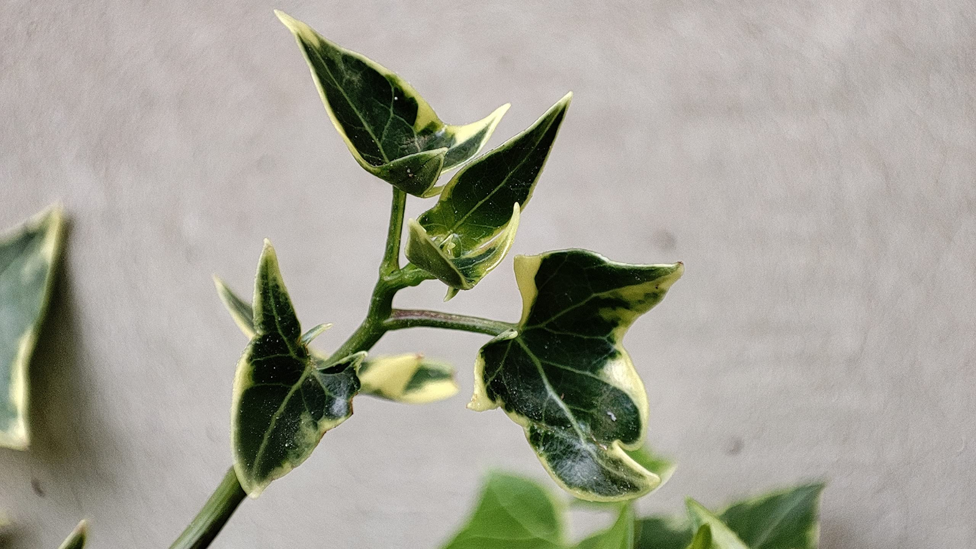 English_Ivy