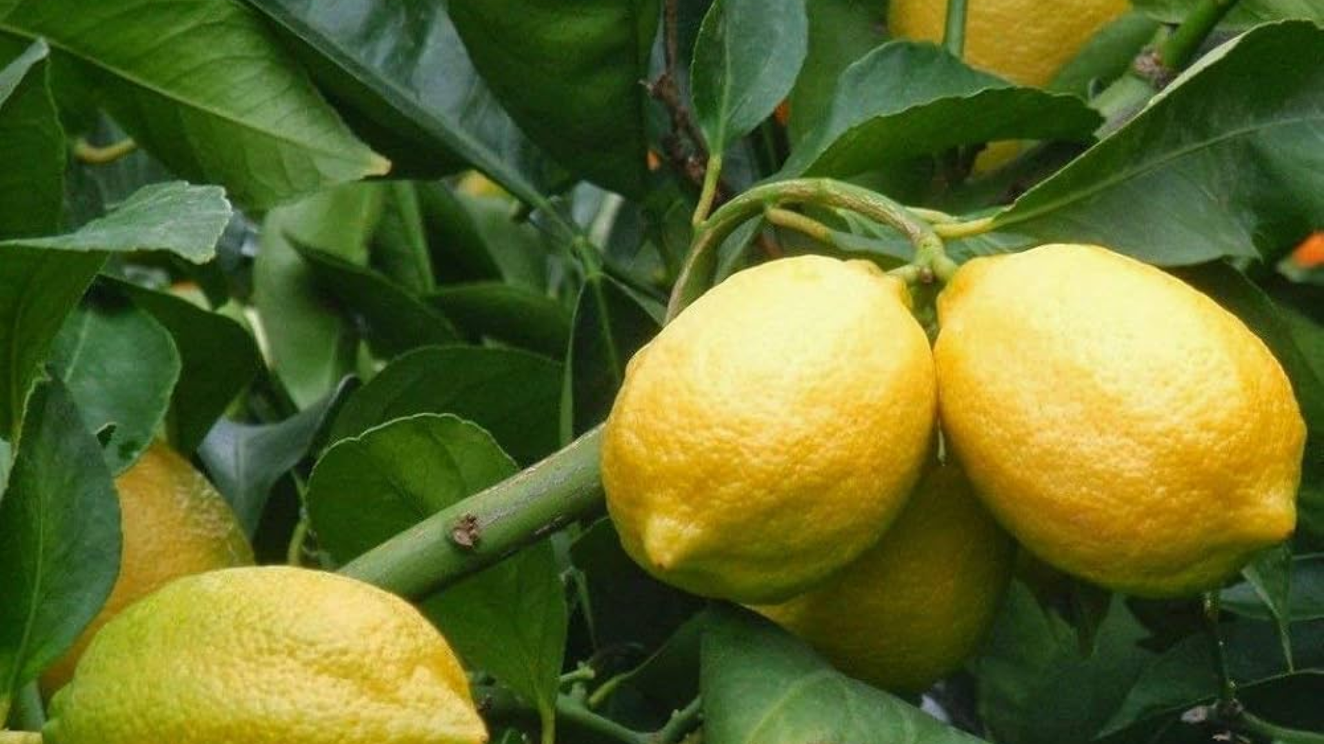 Eureka_Lemon