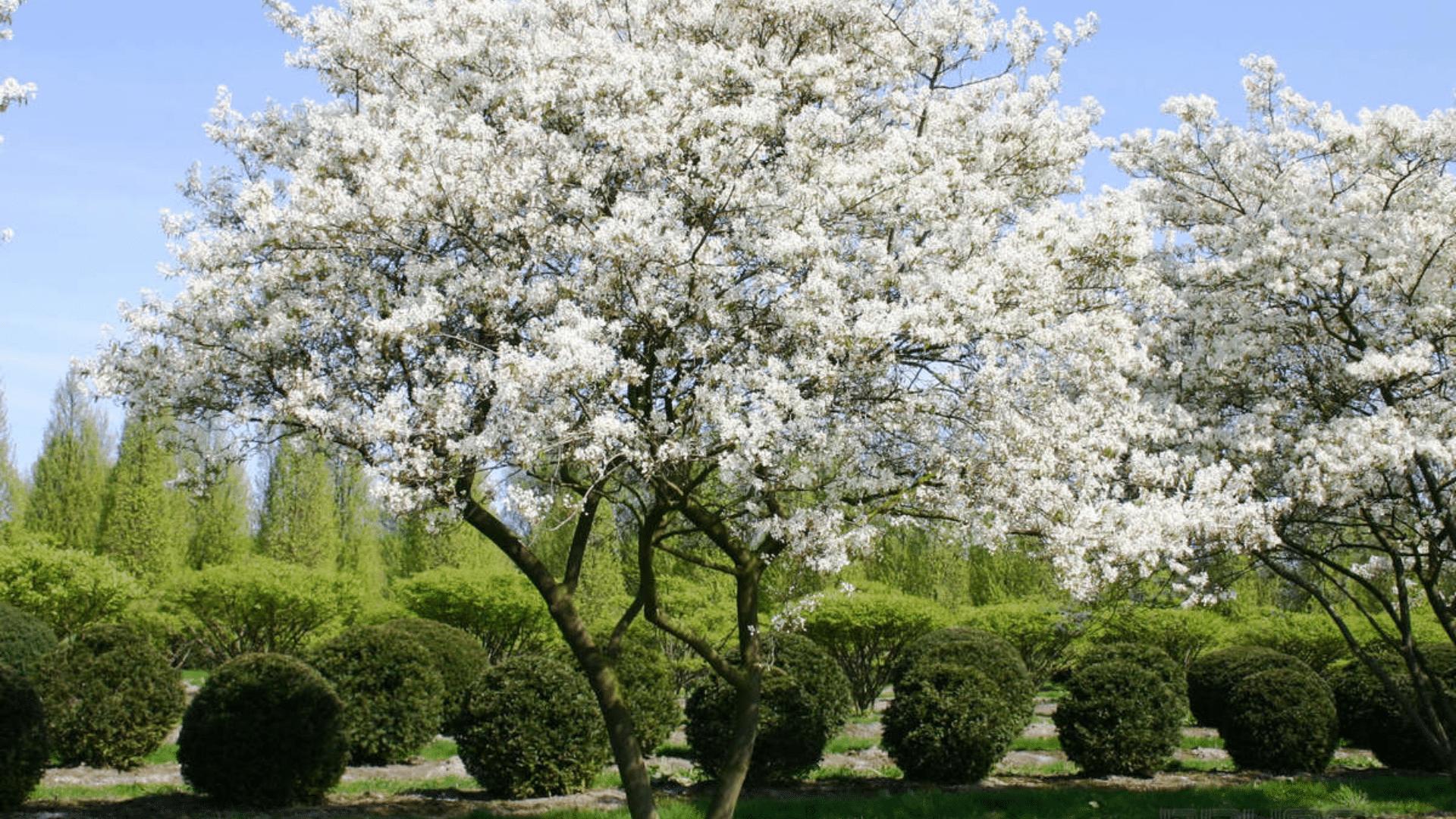 European_Hybrid_Amelanchier_lamarckii