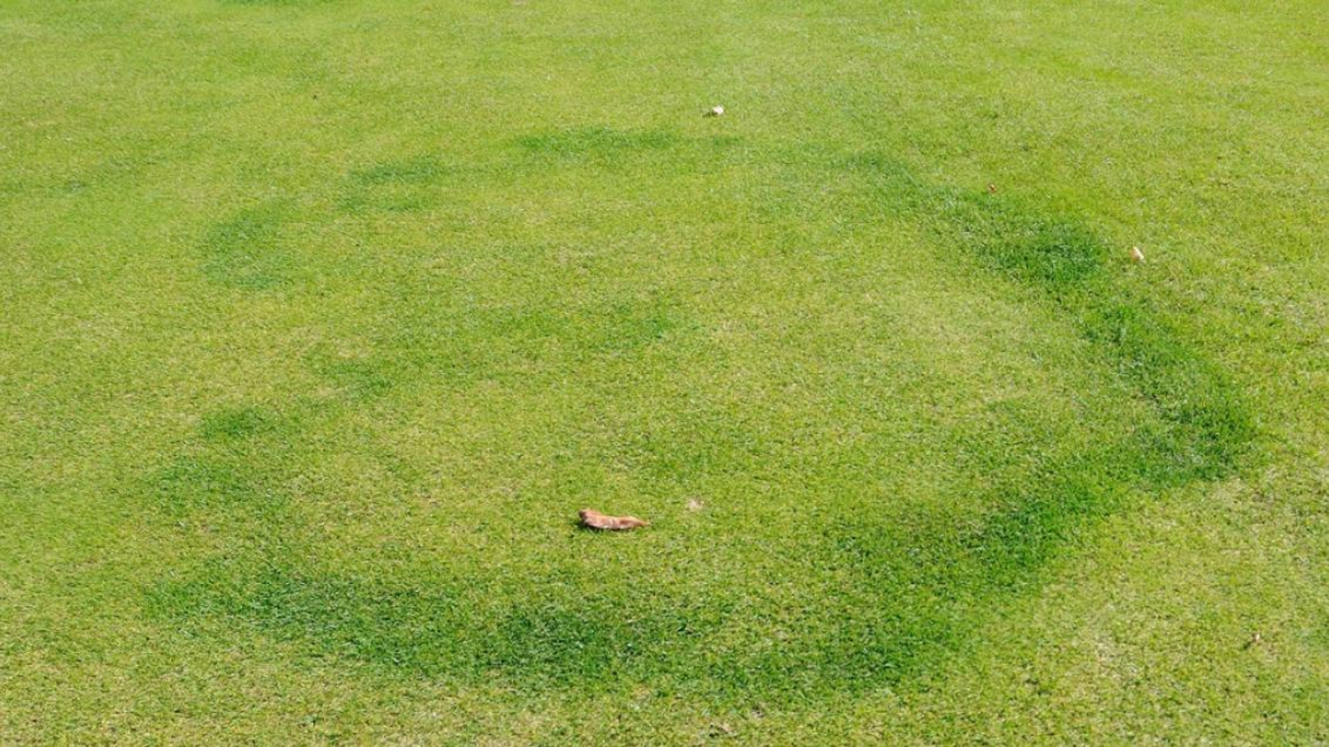 Fairy_Ring