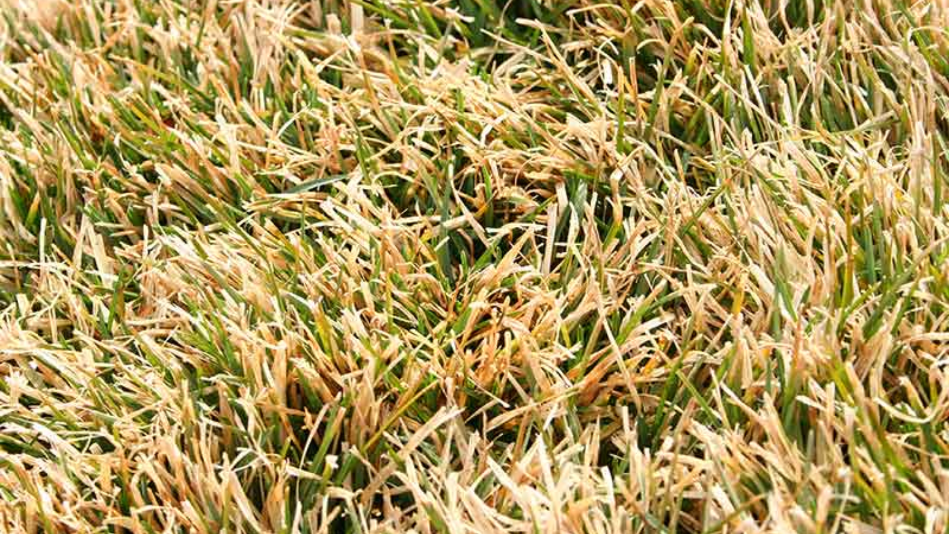 Fall_Dormancy