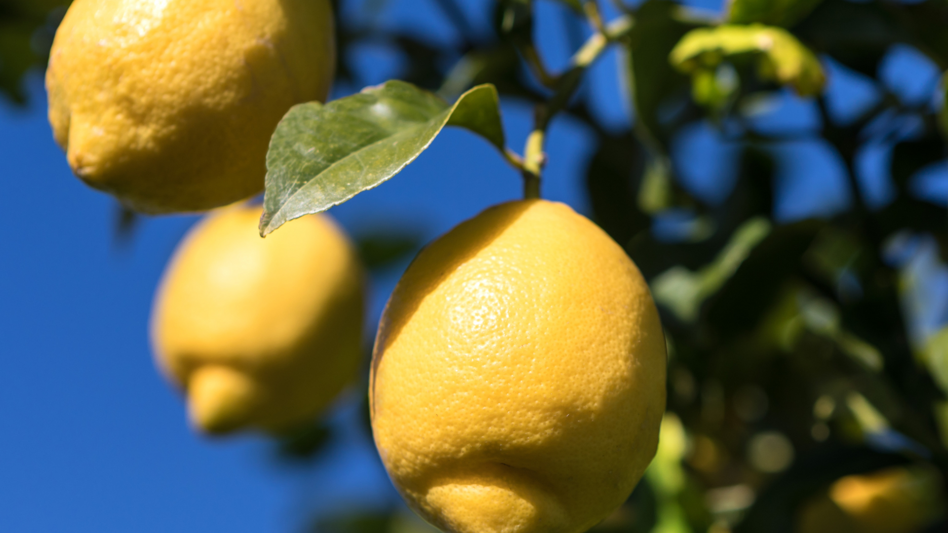 Femminello_Lemon
